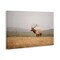 Stupell Industries Tule Elk Photography Canvas Wall Art Design by Crystal Lynn Collins